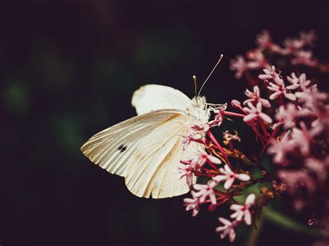 borboleta branca significado