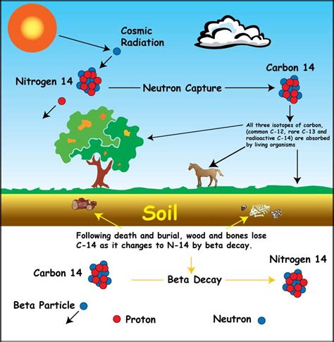carbon dating background radiation