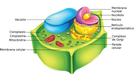 celula eucarionte vegetal
