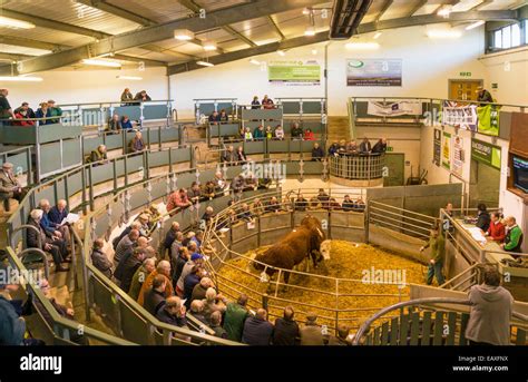 dating cattle market