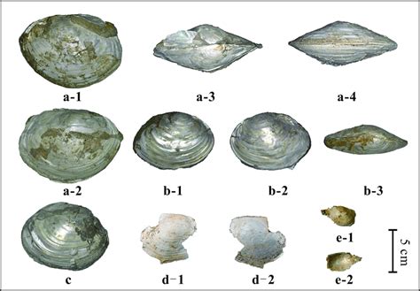 dating mollusc shells