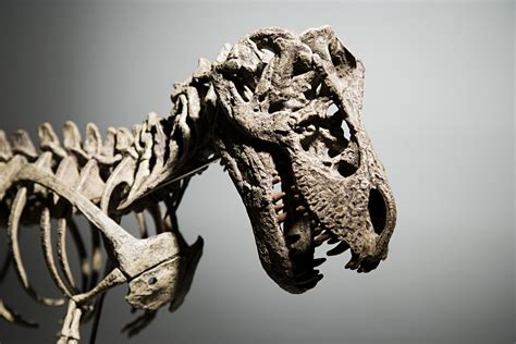 dinosaur and carbon dating