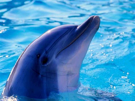 golfinho azul