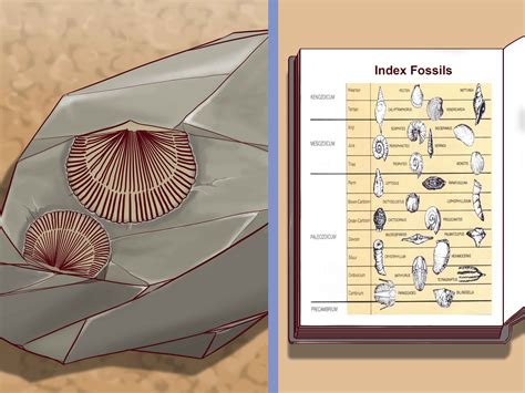 how fossil dating works