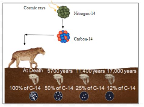 is carbon dating fact or theory