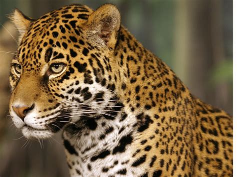 jaguar animal