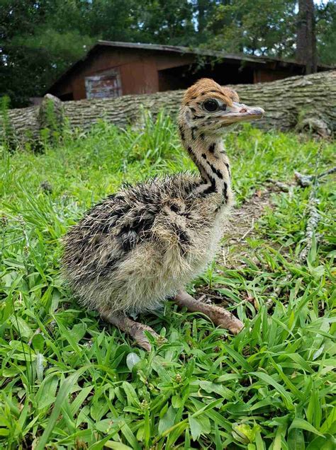 ostrich dating