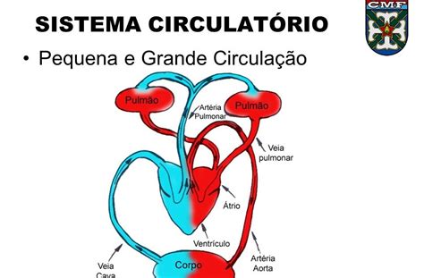 pequena circulação e grande circulação