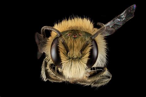 quantos olhos tem uma abelha