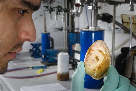 radiocarbon dating shells