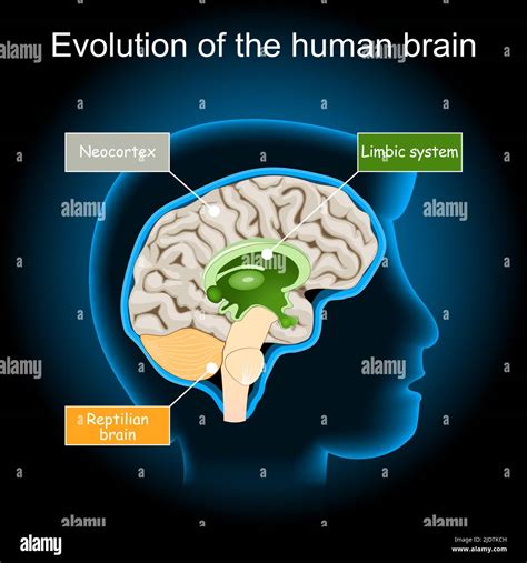 reptile brain dating