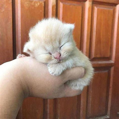 sonhar com gatos bebés