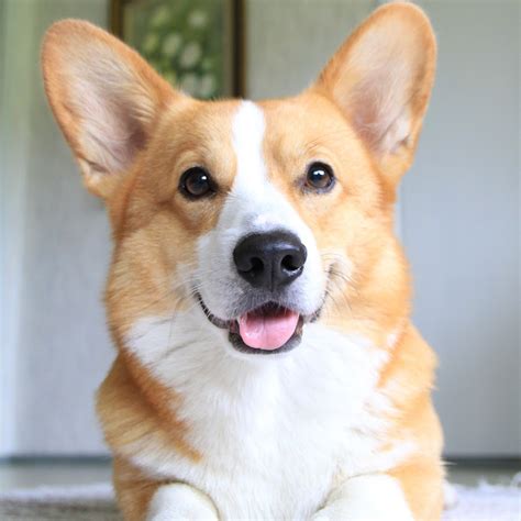 topi the corgi dating