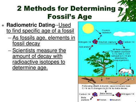two ways that radiometric dating can be used to establish age of a fossil