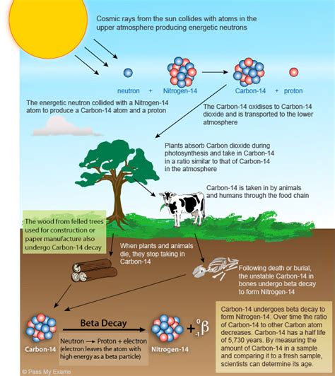 what radiation does carbon dating use