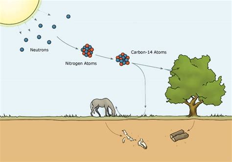 who came up with carbon-14 dating