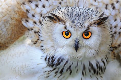 10 Fascinating Facts About Owls Not Many People Owls - Owls