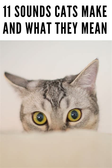 11 Cat Sounds And What They Mean The Meow - Meow