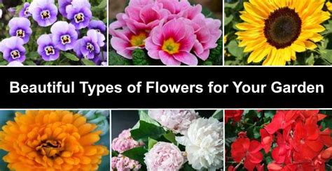 60 Types Of Flowers Huge List Of Flowers Flowers - Flowers