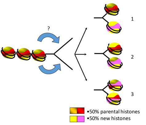 MRC1 Regulates Parental Histone Segregation And Heterochromatin MCM2 - MCM2