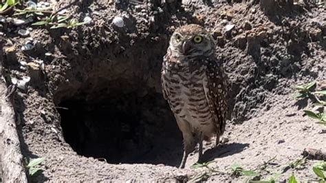 A Renewed Bid To Protect Burrowing Owls Is Owls - Owls