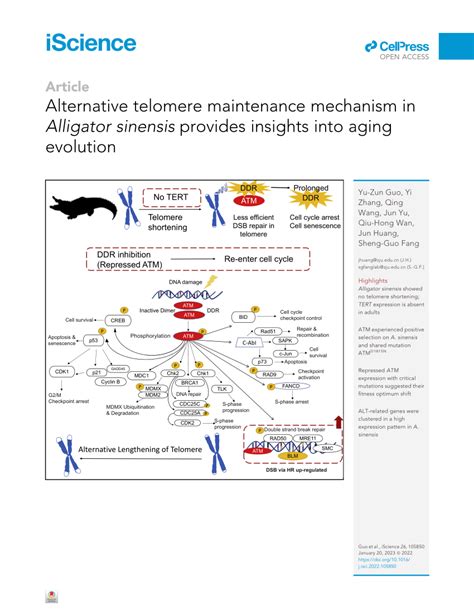 Alternative Telomere Maintenance Mechanism In Alligator Sinensis Asligacor Alternatif - Asligacor Alternatif