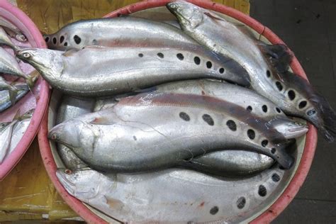 Apa Itu Ikan Belida Bahan Baku Pempek Yang IKAN188 Resmi - IKAN188 Resmi