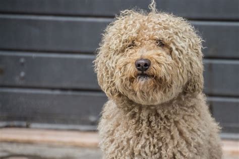 Barbet Dog Breed Information And Characteristics Daily Paws BER4BET - BER4BET