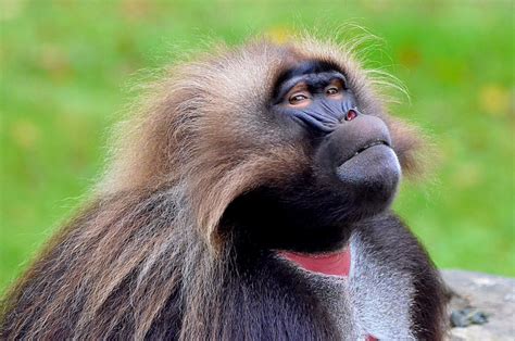 Berapa Banyak Spesies Monyet Yang Ada Di Dunia GABUNG138 - GABUNG138