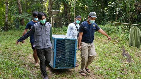 Bksda Kalbar Melepasliarkan 2 Orangutan Ke Habitatnya Di Bolacamar - Bolacamar