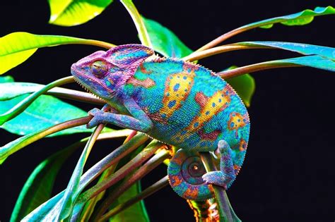 Chameleon Definition Amp Meaning Merriam Webster Chameleon - Chameleon