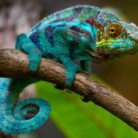 Chameleon Summary Britannica Chameleon - Chameleon