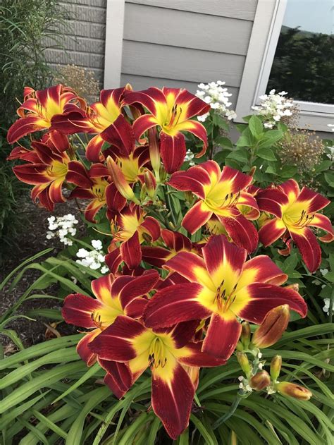 Daylily Garden Perennials Com Website Seo Review Seobility Golbos Resmi - Golbos Resmi