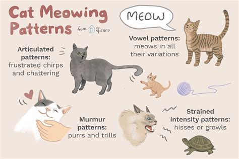 Different Types Of Cat Meows And Their Meanings Meow - Meow