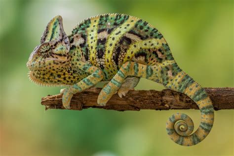 Diversity Of Chameleon Species Guide Chameleon Universe Chameleon - Chameleon