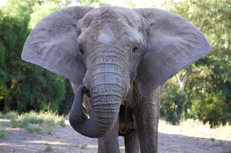 Elephant Simple English Wikipedia The Free Encyclopedia Elephant - Elephant