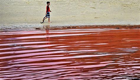 Fenomena Laut Merah Menyerupai Darah Ternyata Ini Sebabnya Lautmerah - Lautmerah