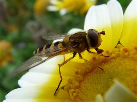 Fly Wikipedia Fly  - Fly!