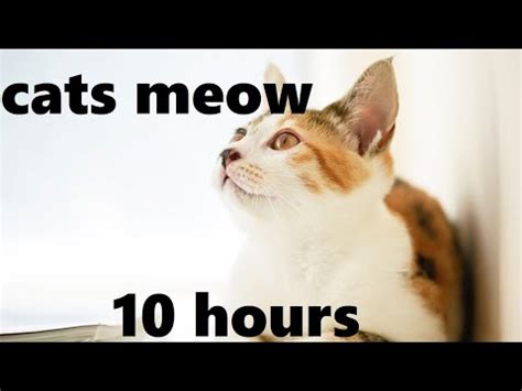 Gentle Sounds Of Cats Meowing 10 Hours Youtube Meow - Meow