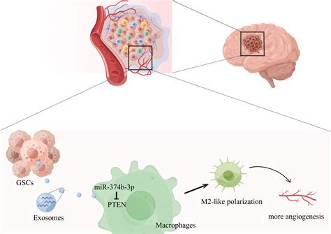 Glioblastoma Stem Cell Derived Exosomal Mir 374b 3p GSC11 - GSC11