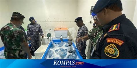 Gudang Repacking Penyelundupan Benih Lobster Di Lampung Digerebek PANGLIMA77 Login - PANGLIMA77 Login