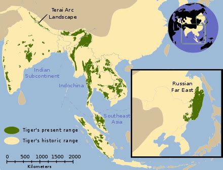 Harimau Wikipedia Bahasa Indonesia Ensiklopedia Bebas 99macan - 99macan