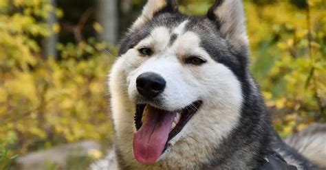 Huskyslot   Polls Agree Huskies Belong In Middle Of Big - Huskyslot