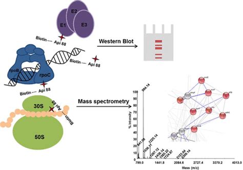 Identification Of API88 Binding Partners In Acs Publications API88 - API88