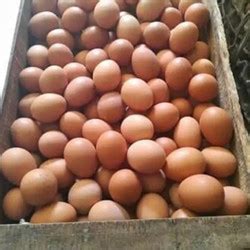 Jual Telur Kroto Terlengkap Amp Terbaik Harga Murah Telurtoto - Telurtoto