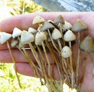 Magic Mushroom Narkoba Bebas Narkoba CALO138 Login - CALO138 Login