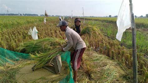 Masa Panen Berakhir Harga Beras Merangkak Naik Idn PANEN77 - PANEN77