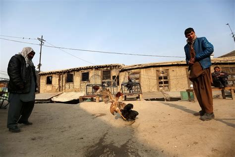 Mengenal Sabung Ayam Di Afghanistan Yang Belum Diketahui MASTER303 Resmi - MASTER303 Resmi