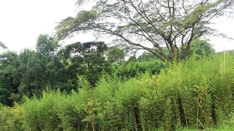Mitos Pohon Bambu Sarang Jin Yang Mampu Jadi BAMBU4D Resmi - BAMBU4D Resmi
