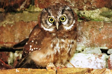 Owl Information The World Owl Trust Cumbria Owls - Owls